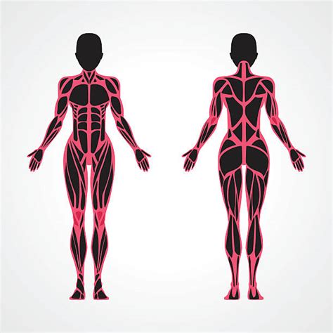 Superficial anatomy of the trunk (female). Royalty Free Female Likeness Clip Art, Vector Images & Illustrations - iStock