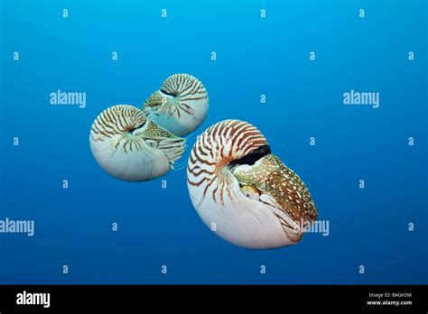 Group Of Chambered Nautilus Nautilus Belauensis Micronesia Palau Stock