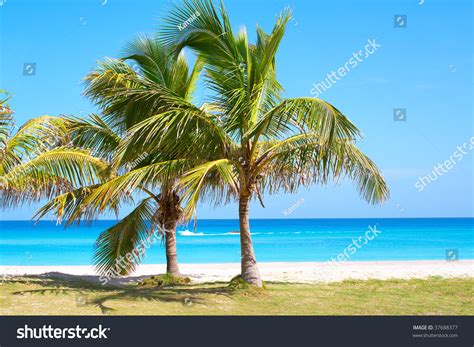 Palm Trees In A Sandy Beach With Clear Blue Water Stock