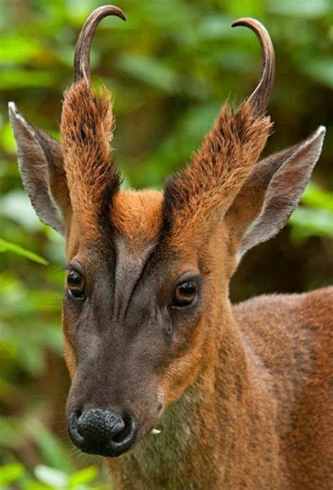 Barking Deer Aka The Muntjac Muntjacs Are One Of The Smallest Species