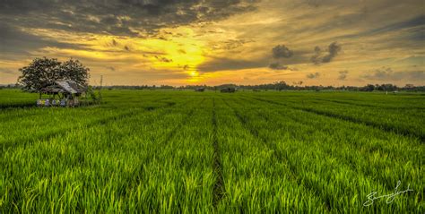 Daily Photo - Rice Field Runway - Bruce Levick