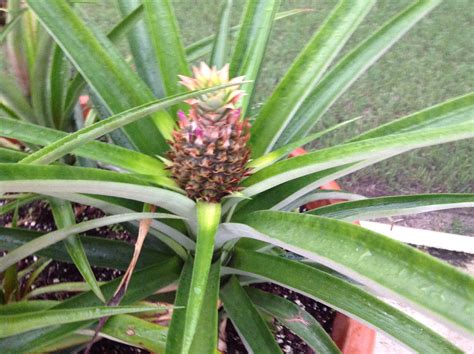 Grow Your Own Pineapples Grow Your Own Pineapple Growing Fruit