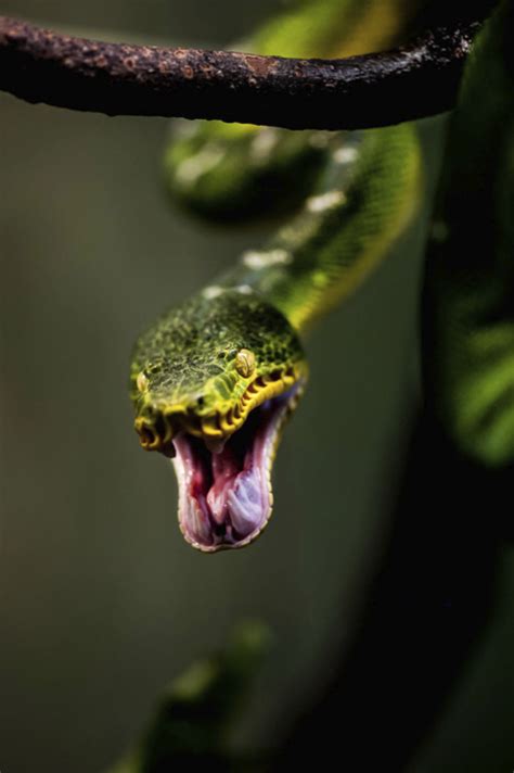 Snake Animals Photo 35964207 Fanpop