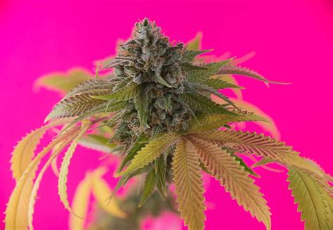 Pink Cookies Weed Strain Review And Information Ctu