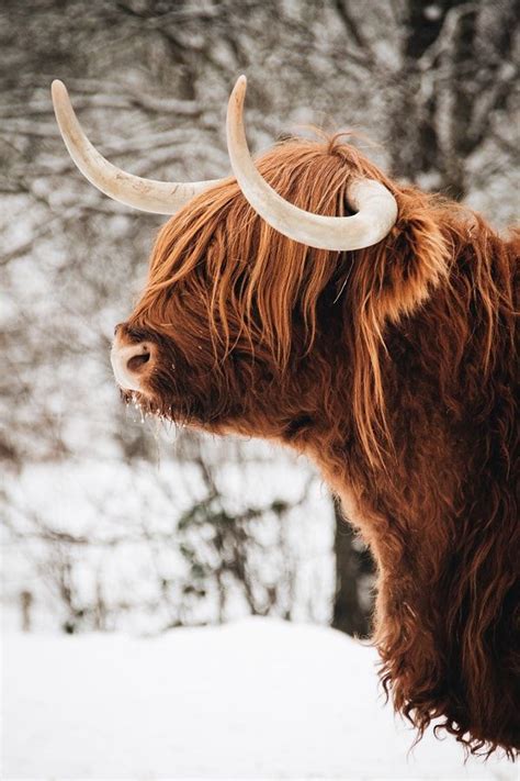 Highland Cow In Snow Highland Cow Art Scottish Highland Cow Highland