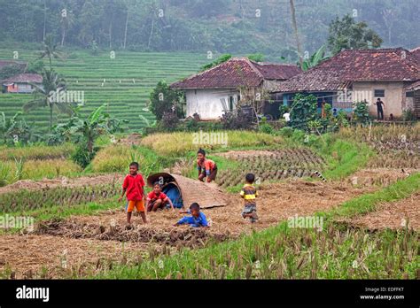 Rural Village And Indonesian Children Playing In Rice Field Cianjur