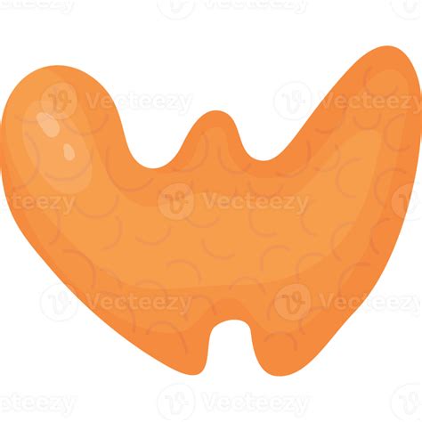 Human Organ Thyroid Gland 23254439 Png