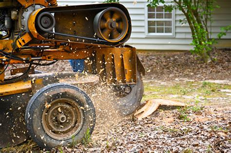 What Is Stump Grinding Stump Grinding Cost Guide