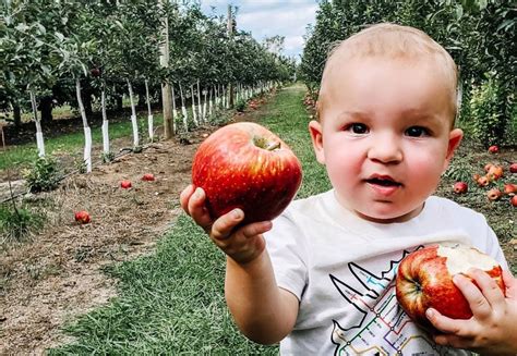 The Best Apple Picking Farms Around Nj