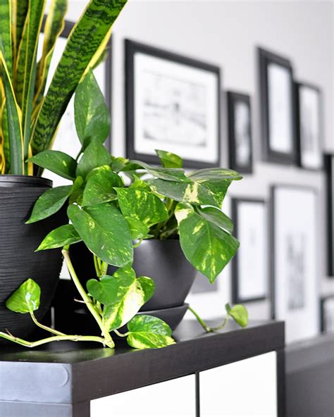 These Are The Best Bedroom Plants To Help You Get A Better Sleep
