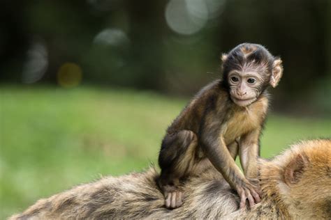 Fotos Gratis Animal Fauna Silvestre Salvaje Zoo Joven Mamífero