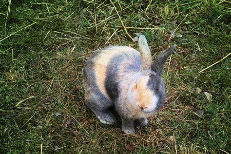 10 razze di conigli Scopri quali sono le più popolari e tutte le
