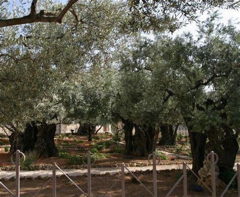 Gethsemane Holy Land Places To Visit Garden Of Gethsemane