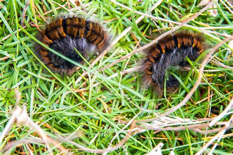 Two Hairy Brown Large Caterpillars In The Uk Oag Eggar Or Lasiocampa Quercus Member Of The