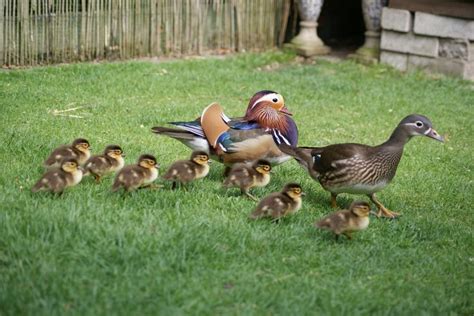 Endangered species mandarin ducklings follow their owner wherever he goes. mandarin duck family | Cute animals, Cute animal photos ...
