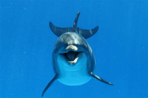 How do dolphins eat their prey? These Interesting Dolphin Food Facts Will Tell You What ...