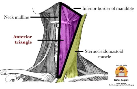 Triangles Of The Neck Submental Submandibular Triangle