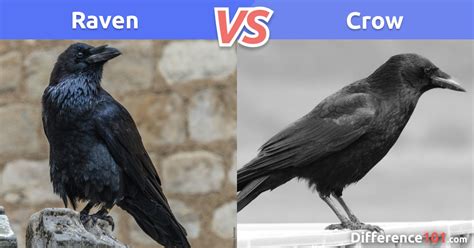 Raven Vs Crow Key Differences Pros And Cons Faq Difference 101