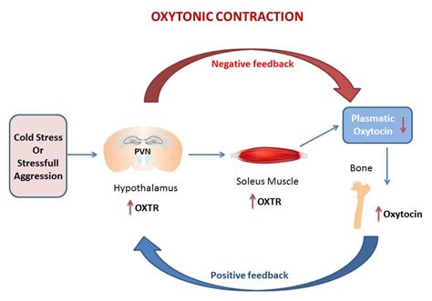Ijms Free Full Text The New Frontier In Oxytocin Physiology The Oxytonic Contraction