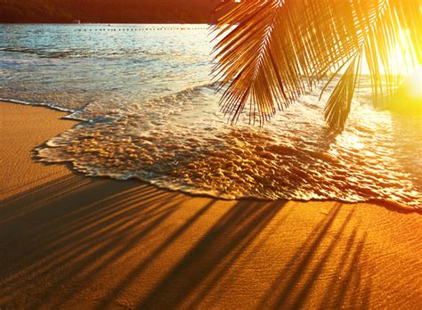 Beautiful Sunset Beach With Coconut Trees Stock Photo