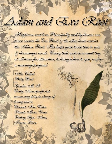 Book Of Shadows Herb Grimoire Adam And Eve Root By Conigma On Deviantart