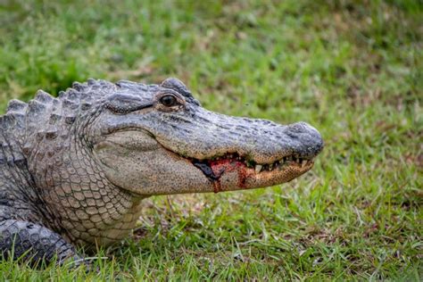 Florida Man Pries Open Alligators Jaws To Save His Dogs Life Dog