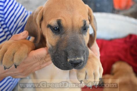 Apollo is the greek god of the sun, the brightest fixture in the sky. Great Danes Fawn Brindle AKC Color-Pure Puppies Stud Service