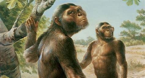 La Evolución Del Hombre Homínidos Australopithecus Historia