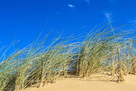 Sand Dune Grass Coastal Free Photo On Pixabay Pixabay