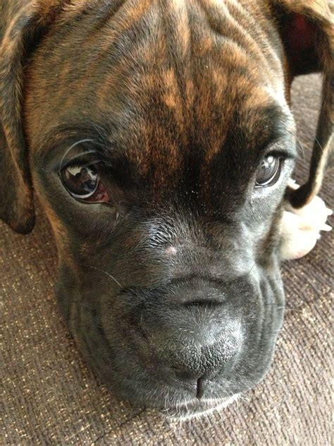 Bump On Ryleighs Nose Boxer Breed Dog Forums