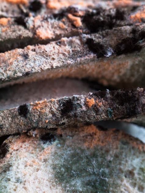 Mouldy Moldy Bread Close Up Stock Photo Image Of Background Gray