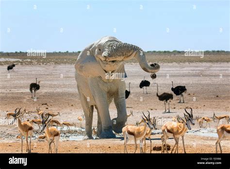 African Elephant Loxodonta Africana Elefant After Mud Bath In A