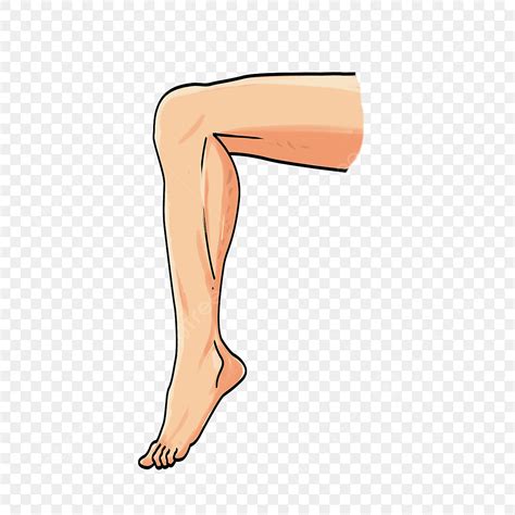 Leg Muscles Clipart Transparent Png Hd Cartoon Muscle Leg Clipart Leg
