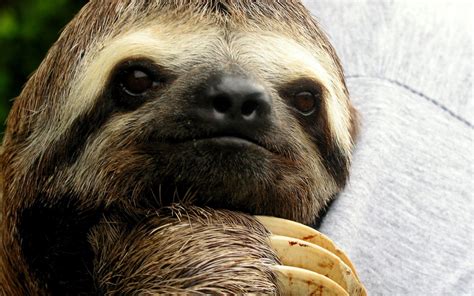 Download Cute Funny Animalz Sloth New Nice Image And Wallpaper By