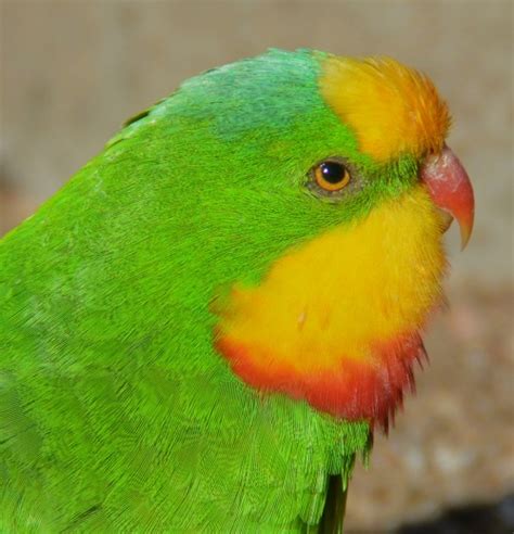 Male Superb Parrot Portrait Zoochat