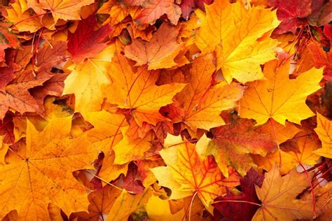 762397 4k 5k Seasons Autumn Closeup Foliage Maple Rare Gallery