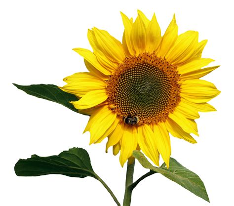 Sunflower Transparent Background