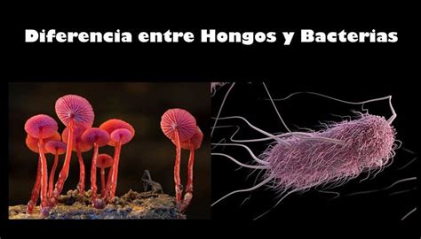 Diferencia Entre Hongos Y Bacterias