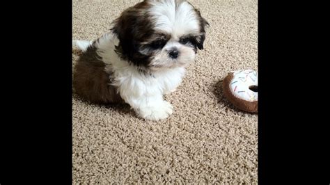 Meet My New Puppy Junior 9 Weeks Old Shih Tzu Youtube