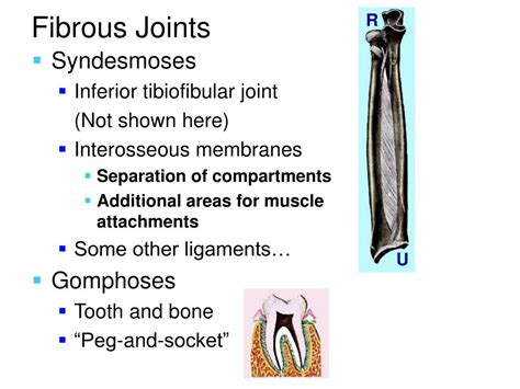 Ppt Articular System Joints Anhb 2212 2007 Powerpoint