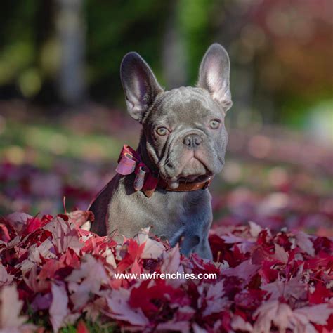 Find french bulldog in canada | visit kijiji classifieds to buy, sell, or trade almost anything! NW Frenchies Lilac French Bulldog www.nwfrenchies.com ...