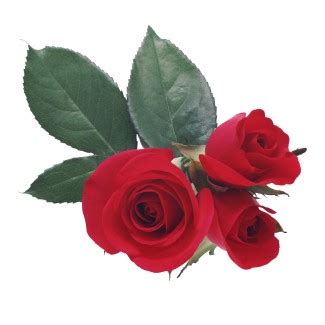 Find the perfect scent when you shop our selection of your favorite men's cologne and fragrances at macy's. Free Red Roses Virtual Flowers Bouquet at iFlowers