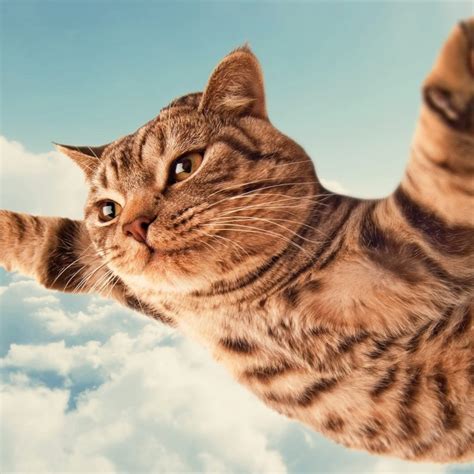 10 Top Funny Cat Desktop Wallpaper Full Hd 1080p For Pc Desktop 2021