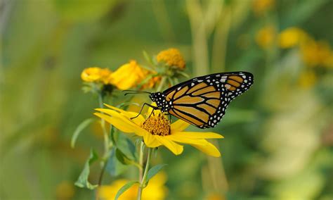 Free Picture Insect Monarch Butterfly Yellow Flower