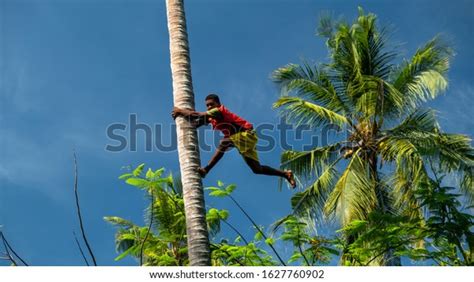Young Black Boy Climbing Palm Tree Stock Photo Edit Now 1627760902