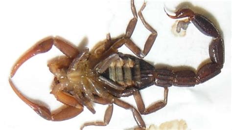 Scorpion Stings Calgarian After Falling On His Head From Planes