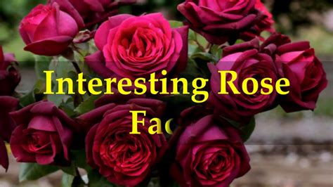 Interesting Rose Facts Youtube