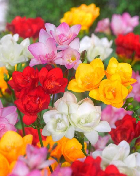 Freesia Double Mixed Colours Bulbs — Buy Double Freesias Online At Farmer Gracy Uk