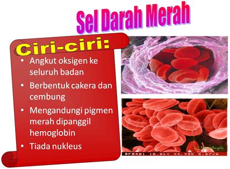 Gula darah merupakan bahan bakar dalam tubuh yang memiliki fungsi sebagai energi sehingga berguna untuk. Kandungan Darah Manusia