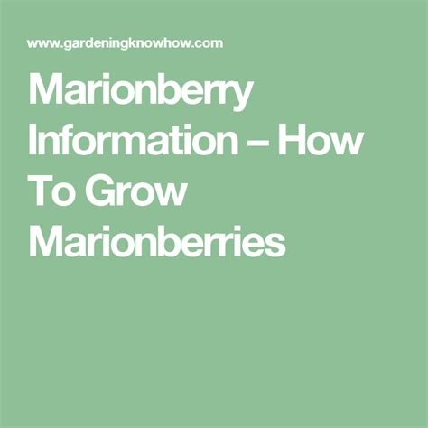 We did not find results for: What Are Marionberries: Learn About Marionberry Growing ...